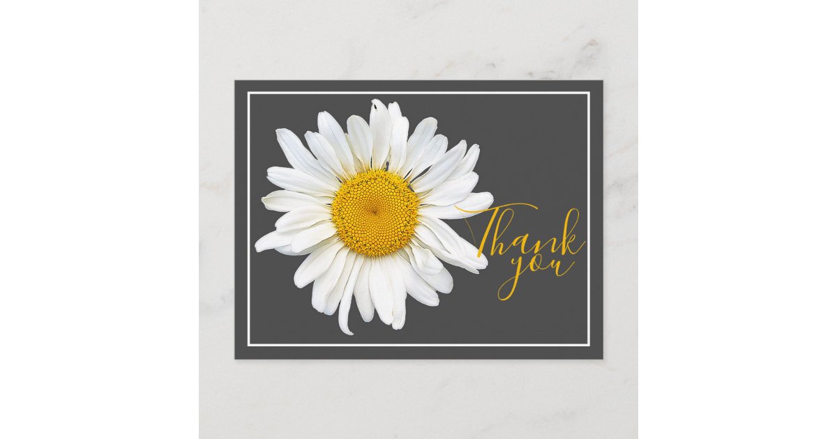 White Daisy Yellow Center Gray Backdrop Thank You Postcard | Zazzle