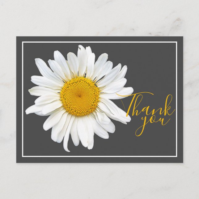 White Daisy Yellow Center Gray Backdrop Thank You Postcard (Front)