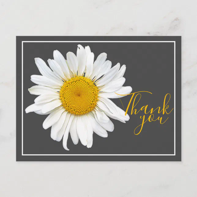 White Daisy Yellow Center Gray Backdrop Thank You Postcard | Zazzle