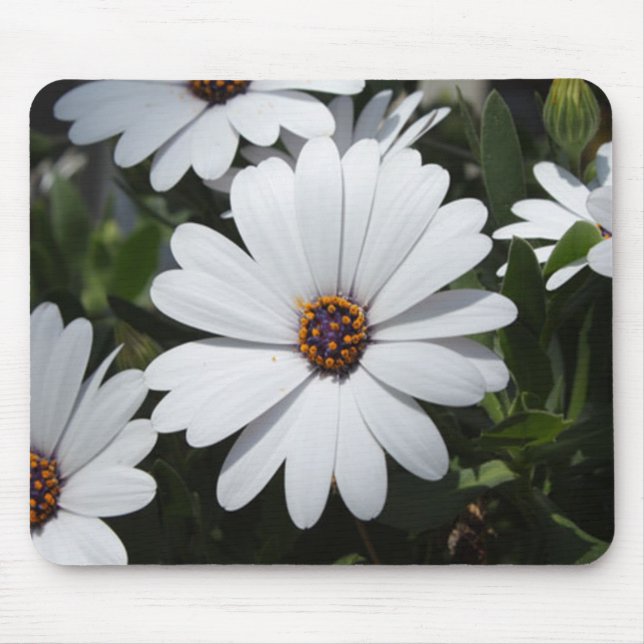 White Daisy's in Bloom Mouse Pad (Front)