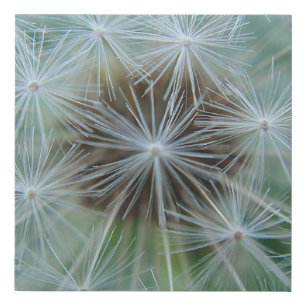 White Dandelion Faux Canvas Print