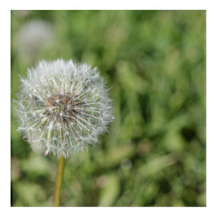 White dandelion flower on green grass acrylic print