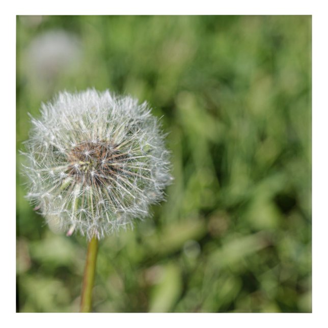White dandelion flower on green grass acrylic print (Front)