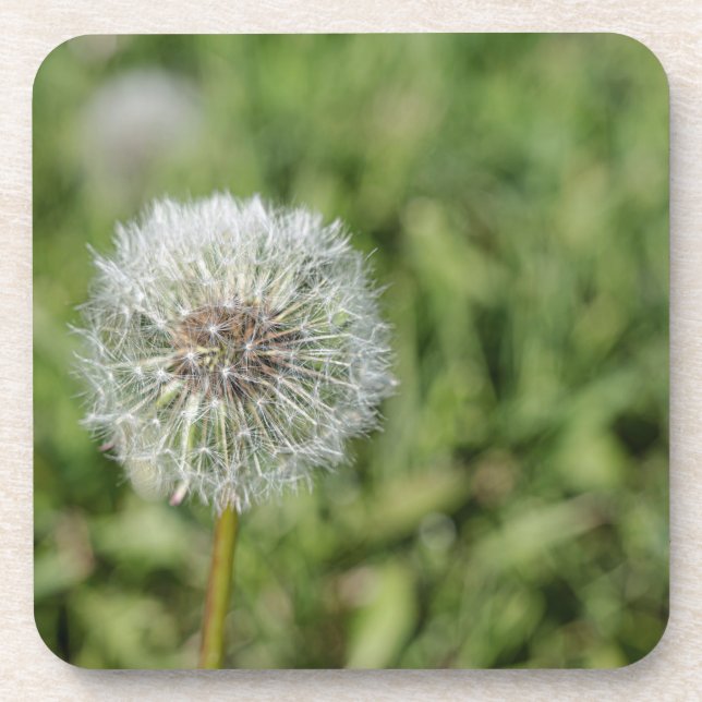 White dandelion flower on green grass beverage coaster (Front)