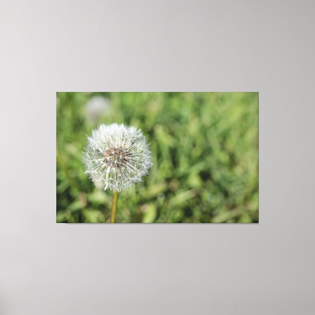 White dandelion flower on green grass canvas print (Front)
