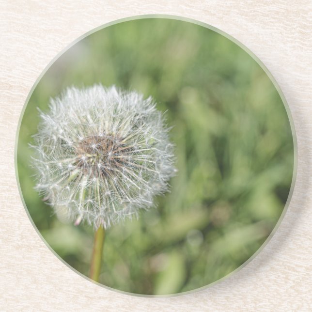 White dandelion flower on green grass coaster (Front)