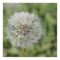 White dandelion flower on green grass
