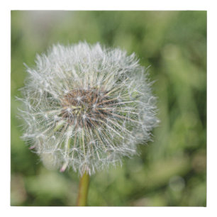 White dandelion flower on green grass faux canvas print