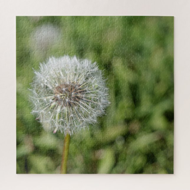 White dandelion flower on green grass jigsaw puzzle (Vertical)