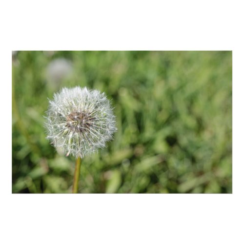 White dandelion flower on green grass photo print