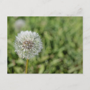 White dandelion flower on green grass postcard
