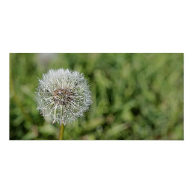 White dandelion flower on green grass poster (Front)