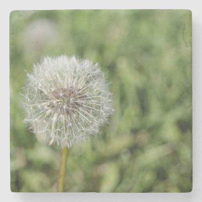 White dandelion flower on green grass stone coaster (Front)