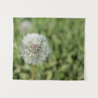 White dandelion flower on green grass