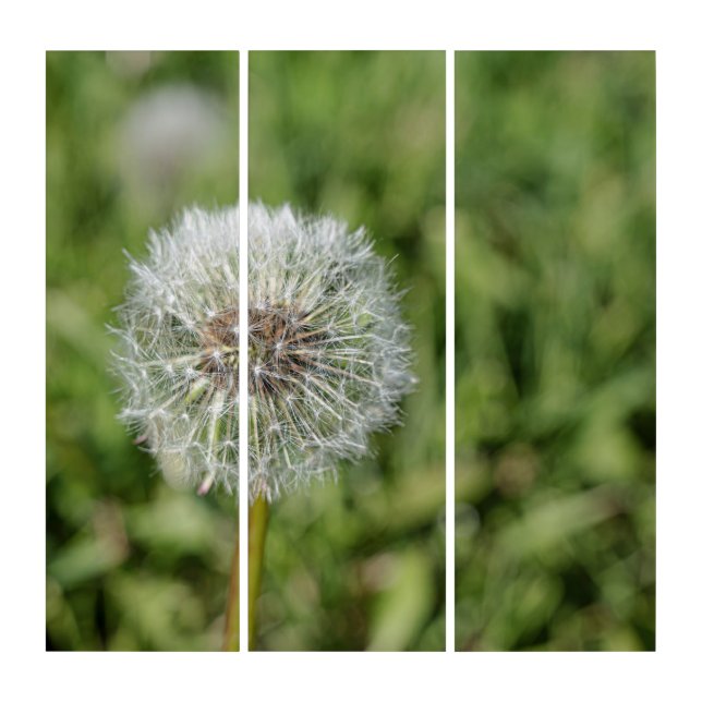 White dandelion flower on green grass triptych (Front)