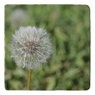 White dandelion flower on green grass trivet