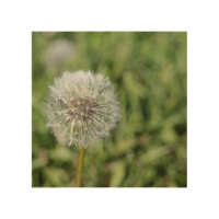 White dandelion flower on green grass