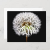 White Dandelion Flower Plant (Front/Back)