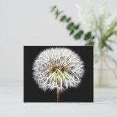 White Dandelion Flower Plant (Standing Front)