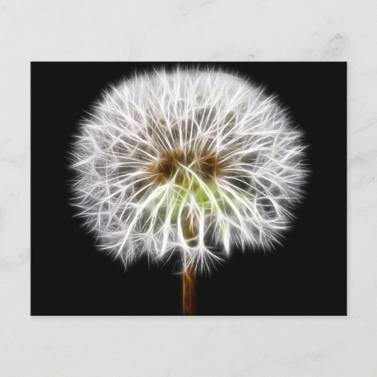 White Dandelion Flower Plant (Front)