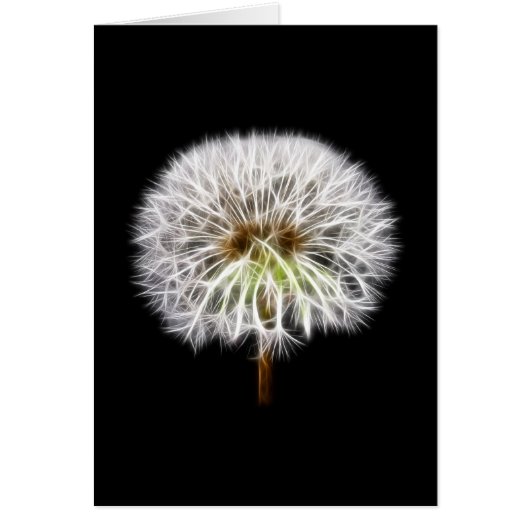 White Dandelion Flower Plant (Front)