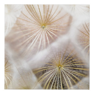 White dandelion flowers faux canvas print