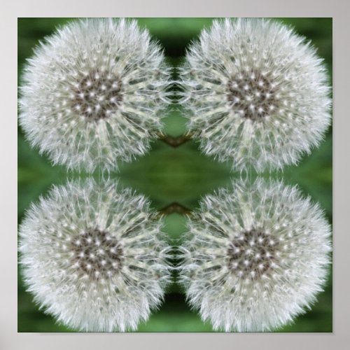 White Dandelion Fluff Close Up Abstract Poster