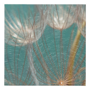 White dandelion in close up photography faux canvas print