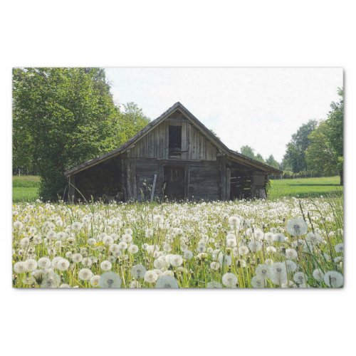 White Dandelions Supporting a Tired Looking Barn Tissue Paper