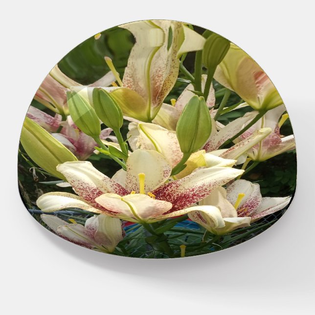 White Daylilies  Paperweight (Angled)