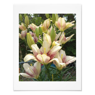 White Daylilies  Photo Print