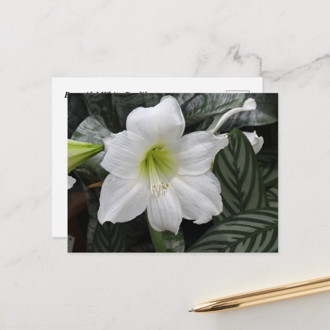 White Daylily flower Postcard (Front/Back In Situ)