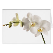 White Dendrobium Orchid Flower Spray Floral Blank (Front Horizontal)