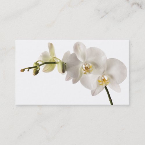 White Dendrobium Orchid Flower Spray Floral Blank Business Card