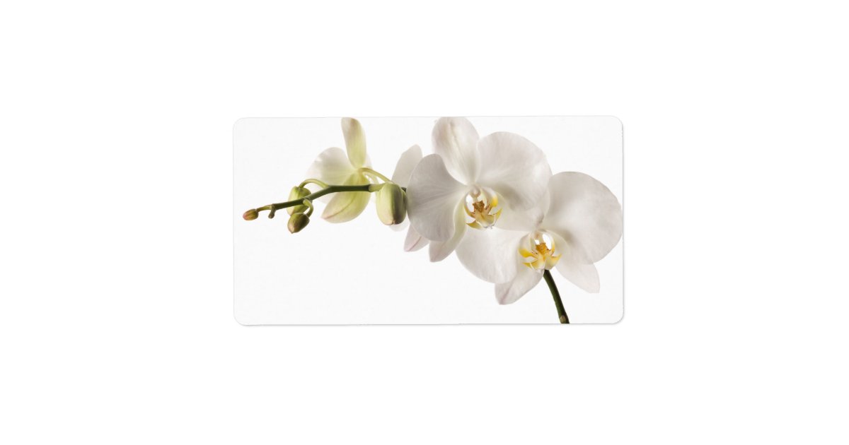 White Dendrobium Orchid Flower Spray Floral Blank Label Zazzle Com
