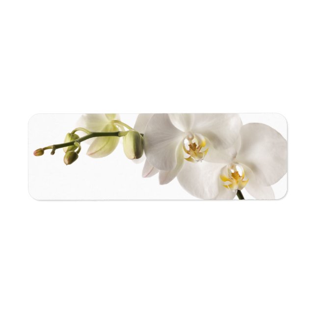 White Dendrobium Orchid Flower Spray Floral Blank Label (Front)