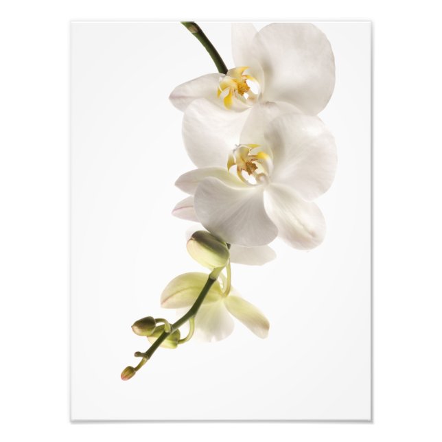 White Dendrobium Orchid Flower Spray Floral Photo Print (Front)