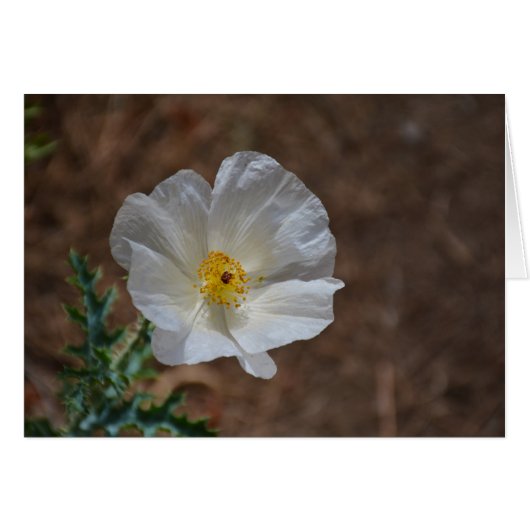 White Desert Wildflower Cards (Front Horizontal)