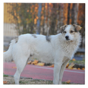 White dog ceramic tile