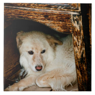 White dog ceramic tile