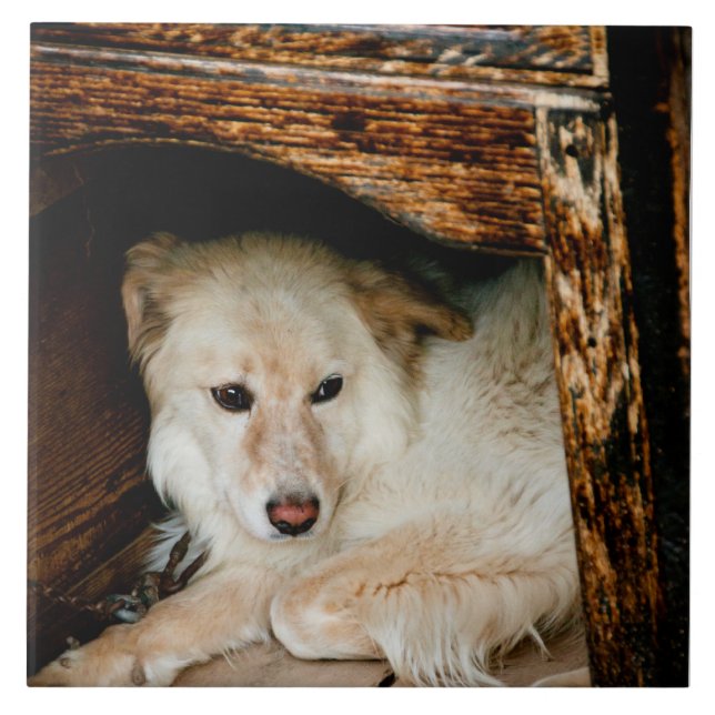 White dog ceramic tile (Front)