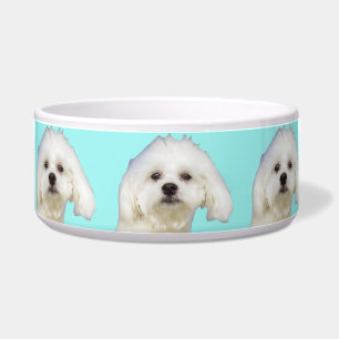 White dog Maltese Puppy Bowl