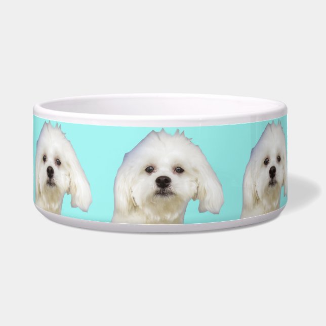 White dog Maltese Puppy Bowl (Front)