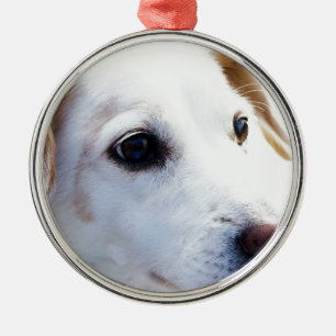 White Dog with Faithful Eyes, Animal Pets Dogs BFF Metal Ornament