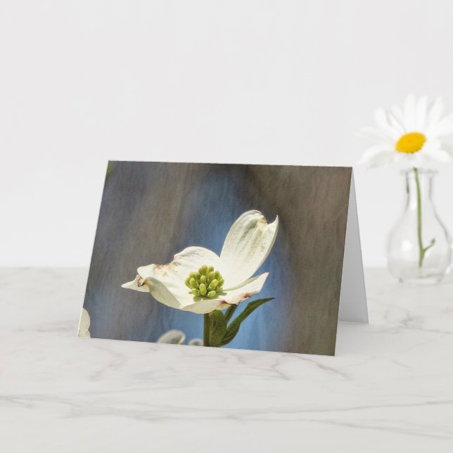 White Dogwood Bloom Card (Small Plant)