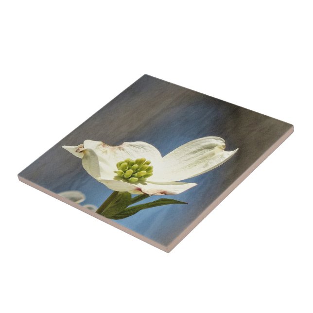White Dogwood Bloom Ceramic Tile (Side)
