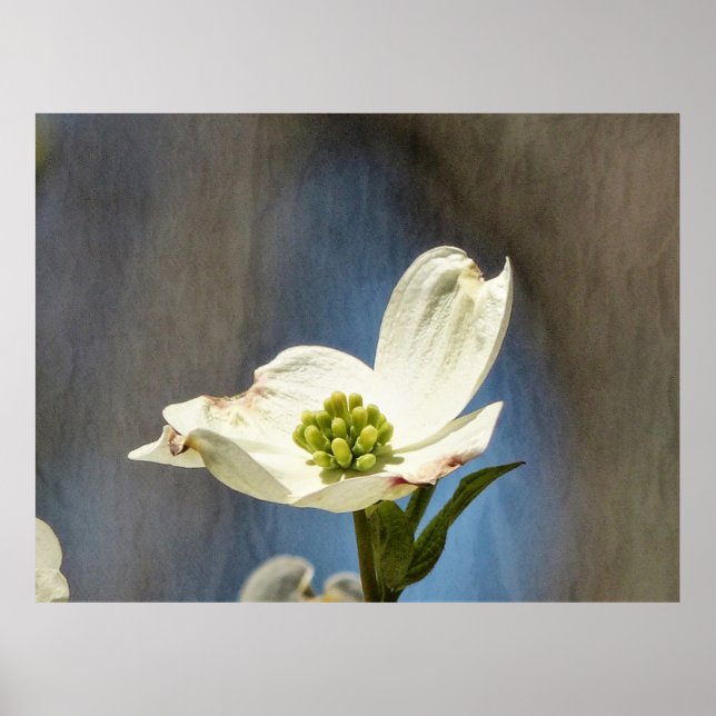White Dogwood Bloom Poster (Front)
