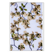 White Dogwood Blossom (Front)