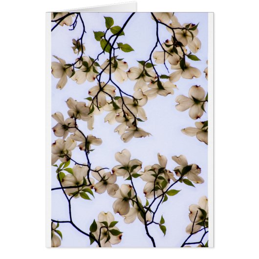 White Dogwood Blossom (Front)