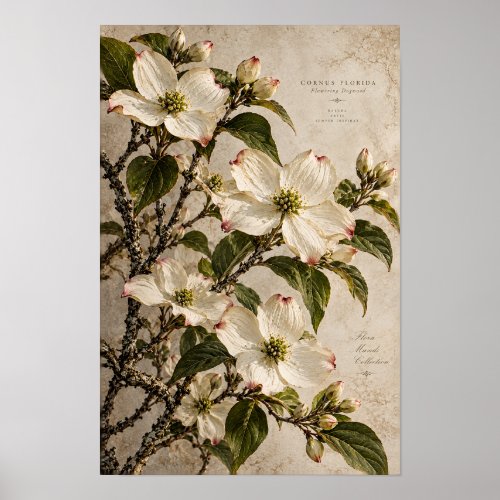 White Dogwood Blossoms Vintage Botanical Wall Art